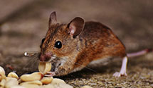 24 Hour & Emergency Exterminators in Lone Wolf, OK